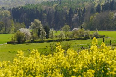 Mein Garten im Ellerbachtal | Dr. Rolf Franzbecker